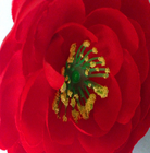Tee-Rosen-Köpfchen des künstliche Kunstseide-wirkliches Noten-Durchmesser-10cm